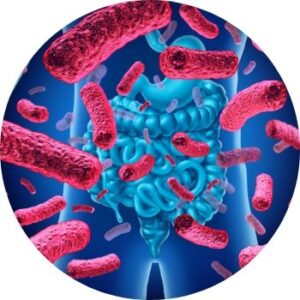 Bifidobacterium lactis